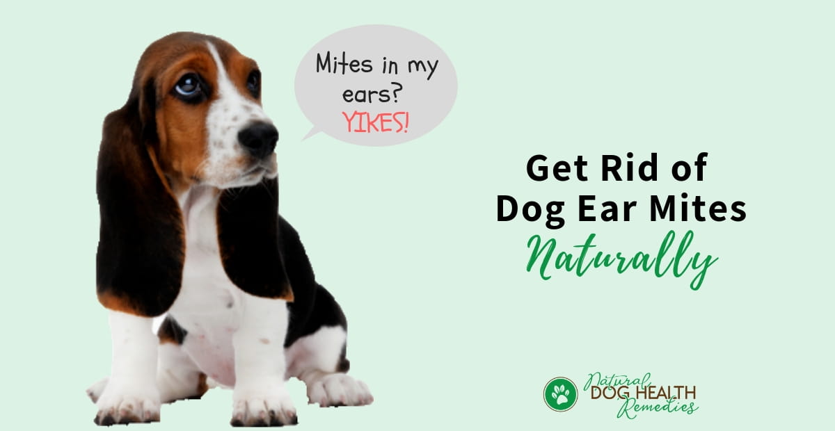 home remedies to kill ear mites in dogs