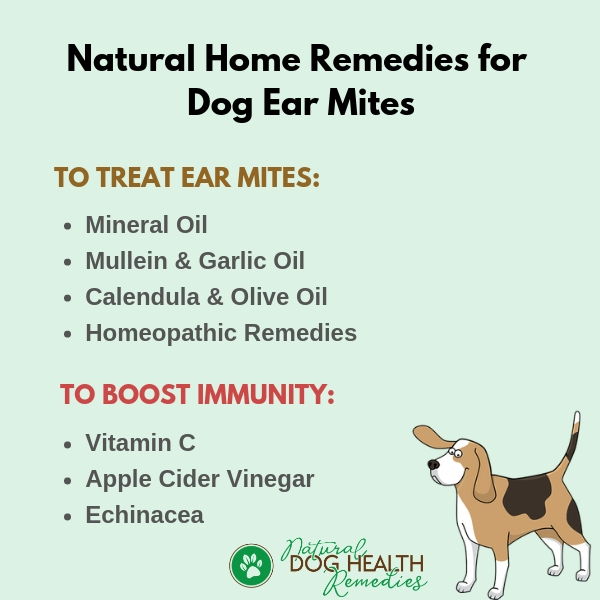 ear mites in dogs treatment home remedy