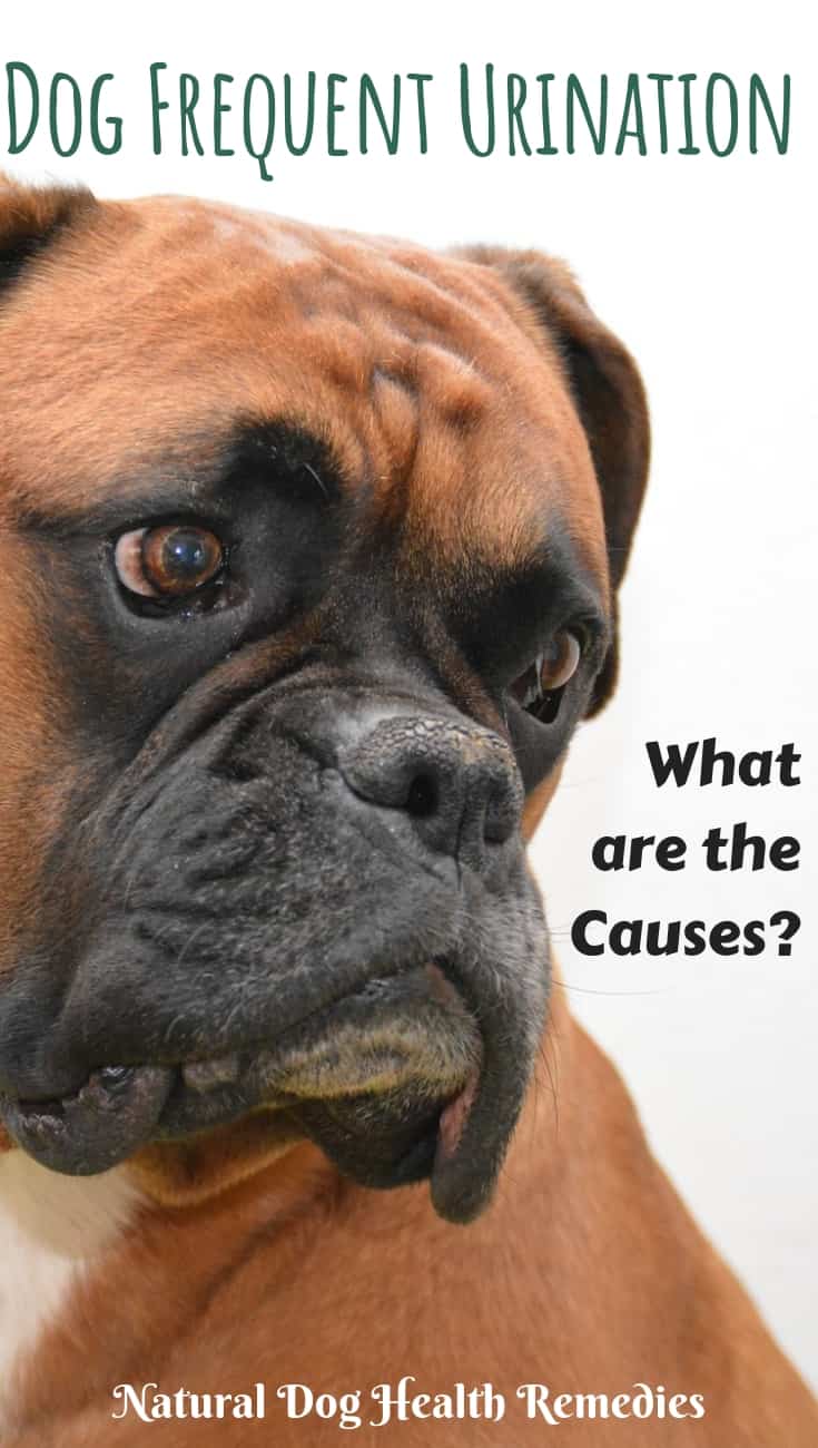 what-causes-frequent-excessive-urination-in-dogs