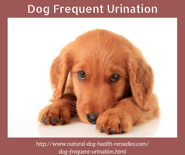 What Causes Dog Frequent Urination Dog Straining to Urinate