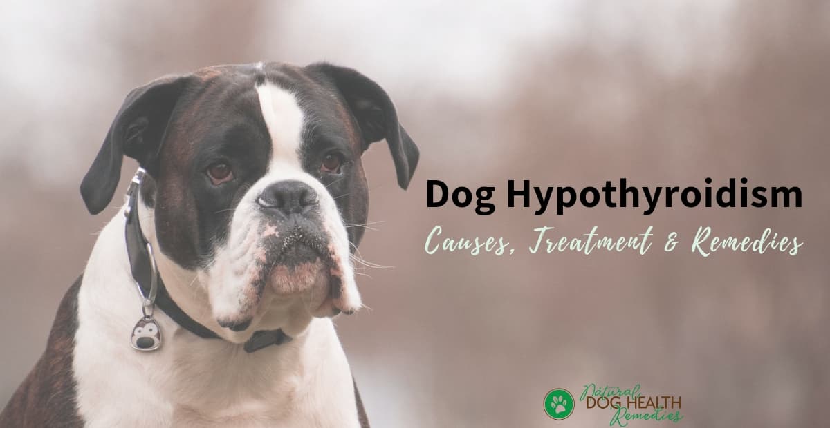 dog-hypothyroidism-causes-treatment-and-natural-remedies