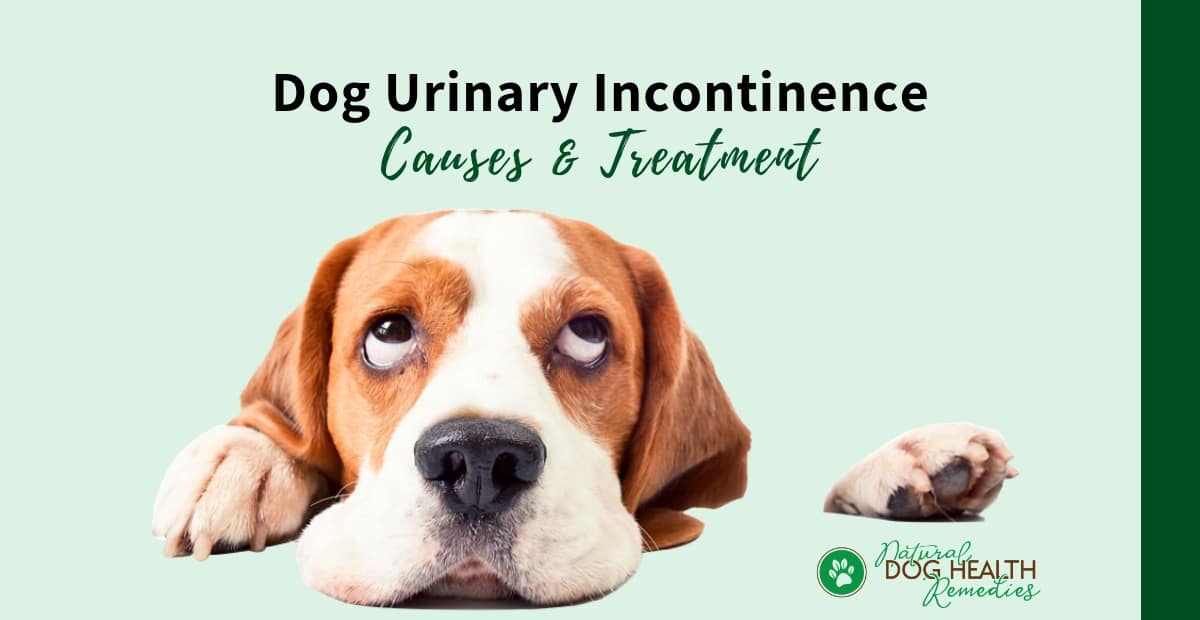 What Causes Puppy Incontinence at Nikki Hart blog