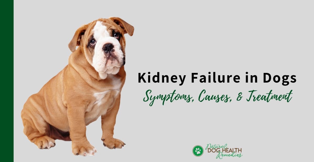 dog-kidney-failure-causes-symptoms-and-treatment