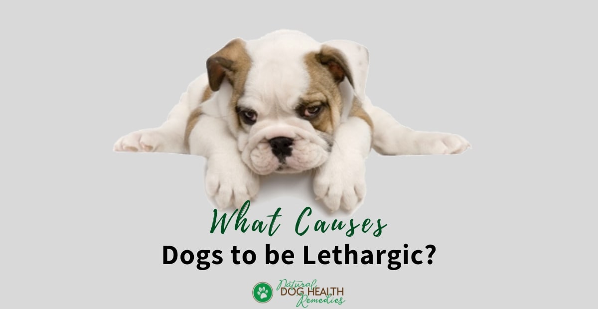 lethargic dog