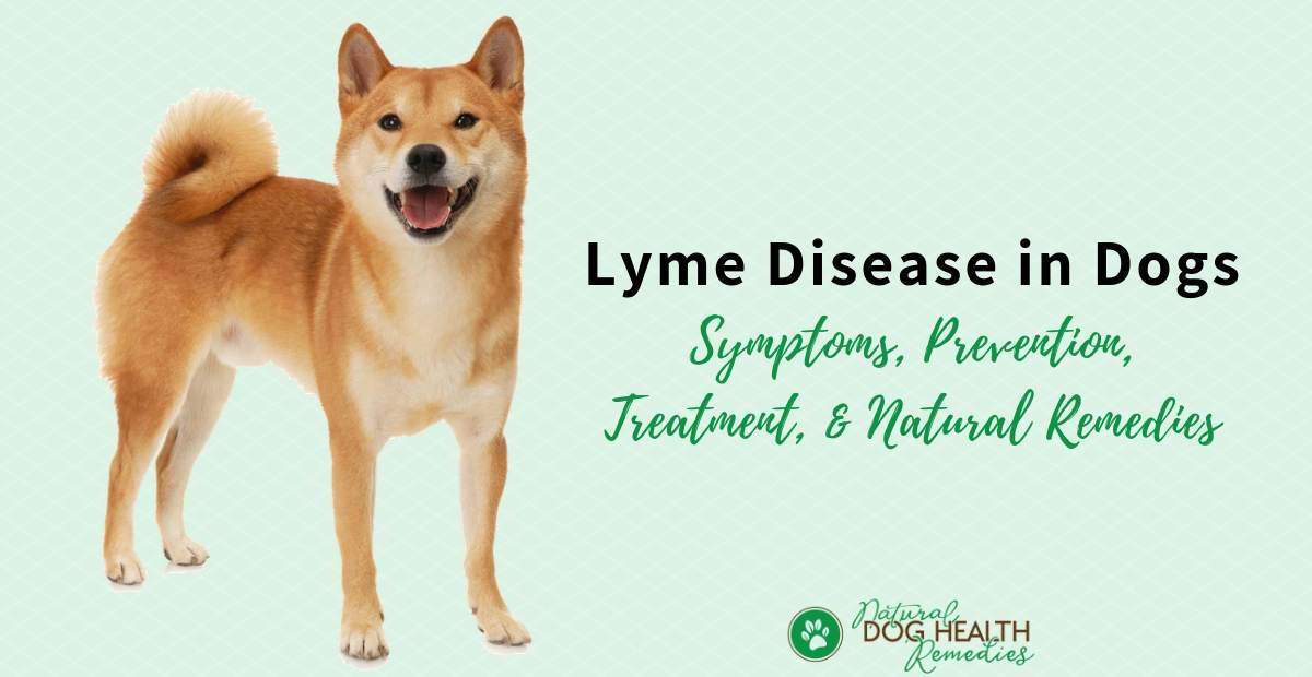 Lyme Disease in Dogs | Symptoms, Treatment, Natural Remedies