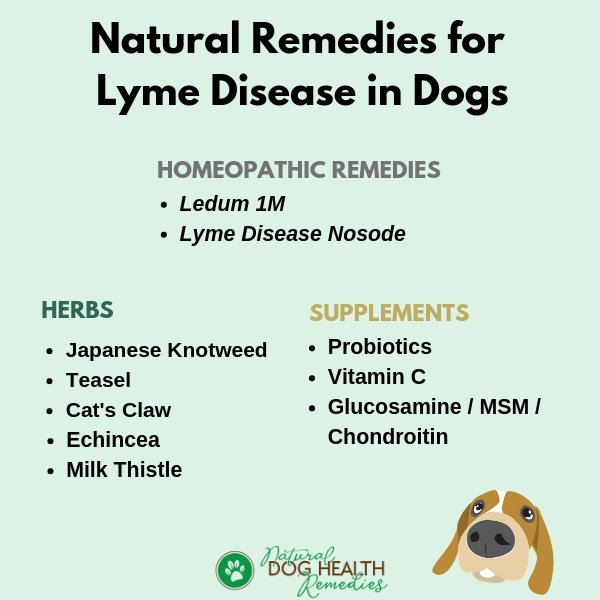 can lyme disease be treated in dogs