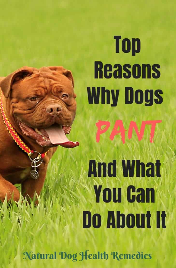 dog panting for no reason