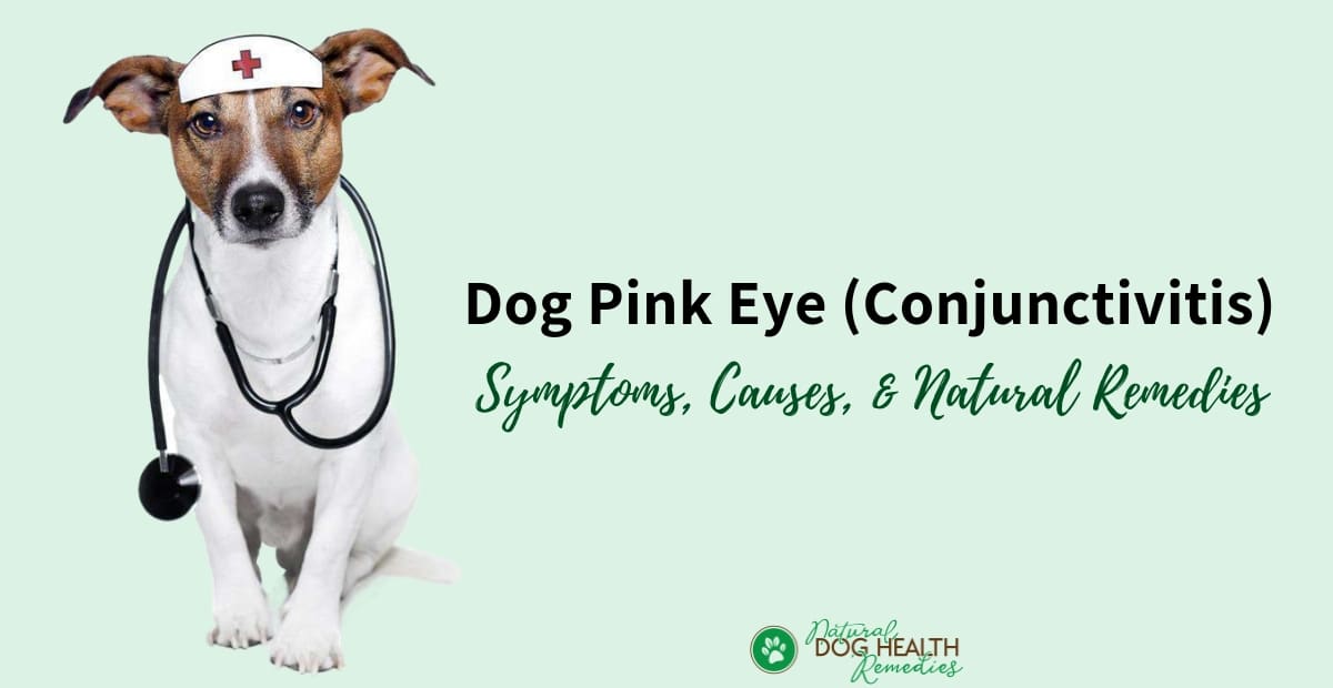 dog pink eye home remedy