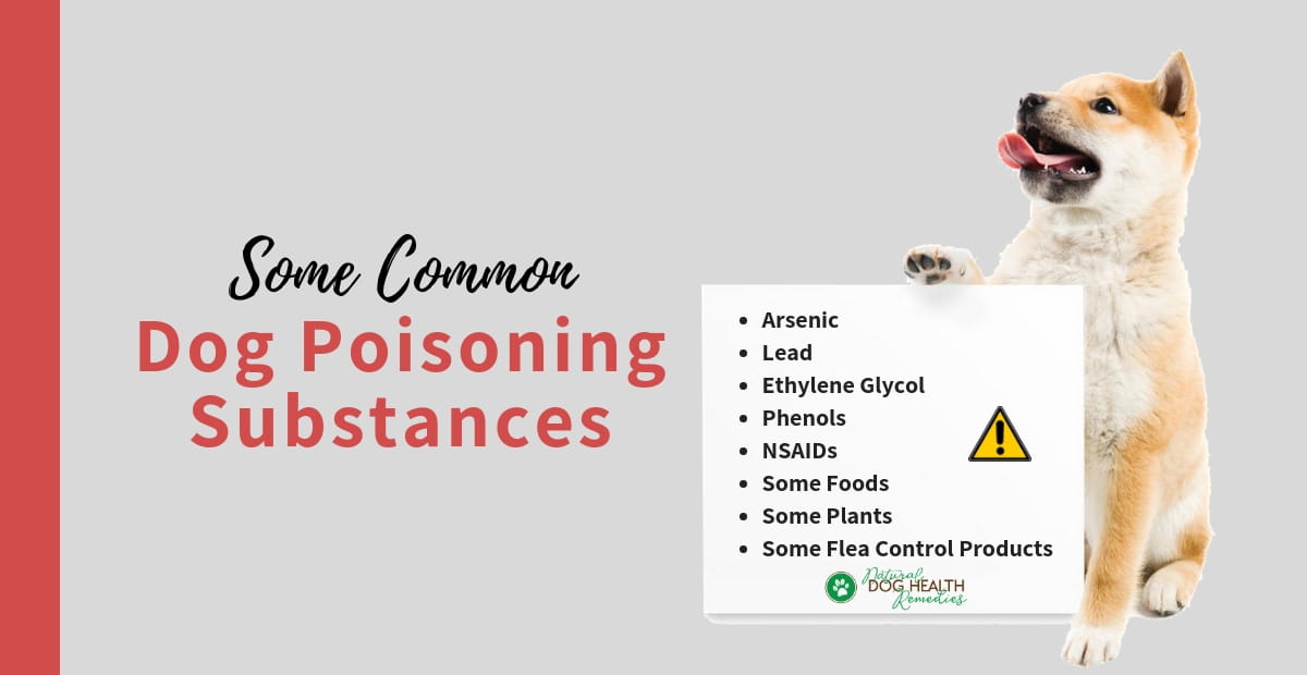 Dog Poisoning Substances Antifreeze Poisoning Plants Poisonous To Dogs