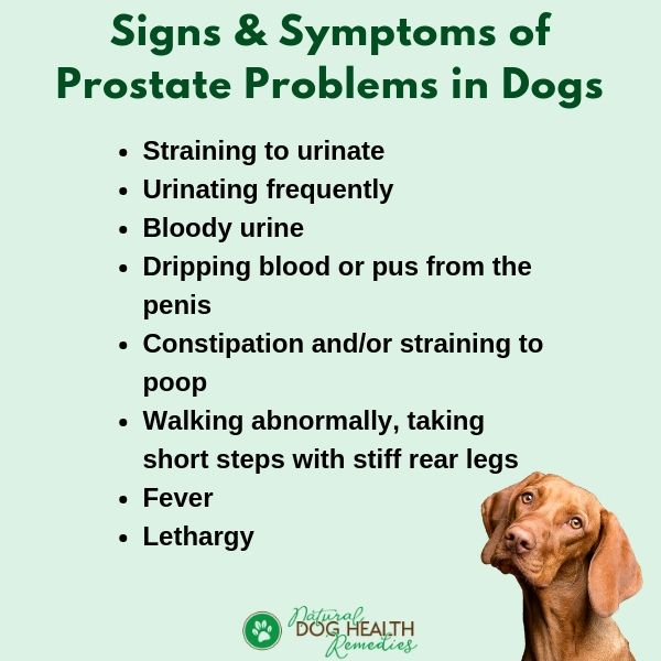 How Do Dogs Get Prostate Infections