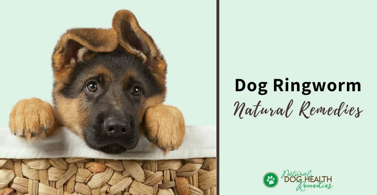 how can you tell if ringworm is healing in dogs