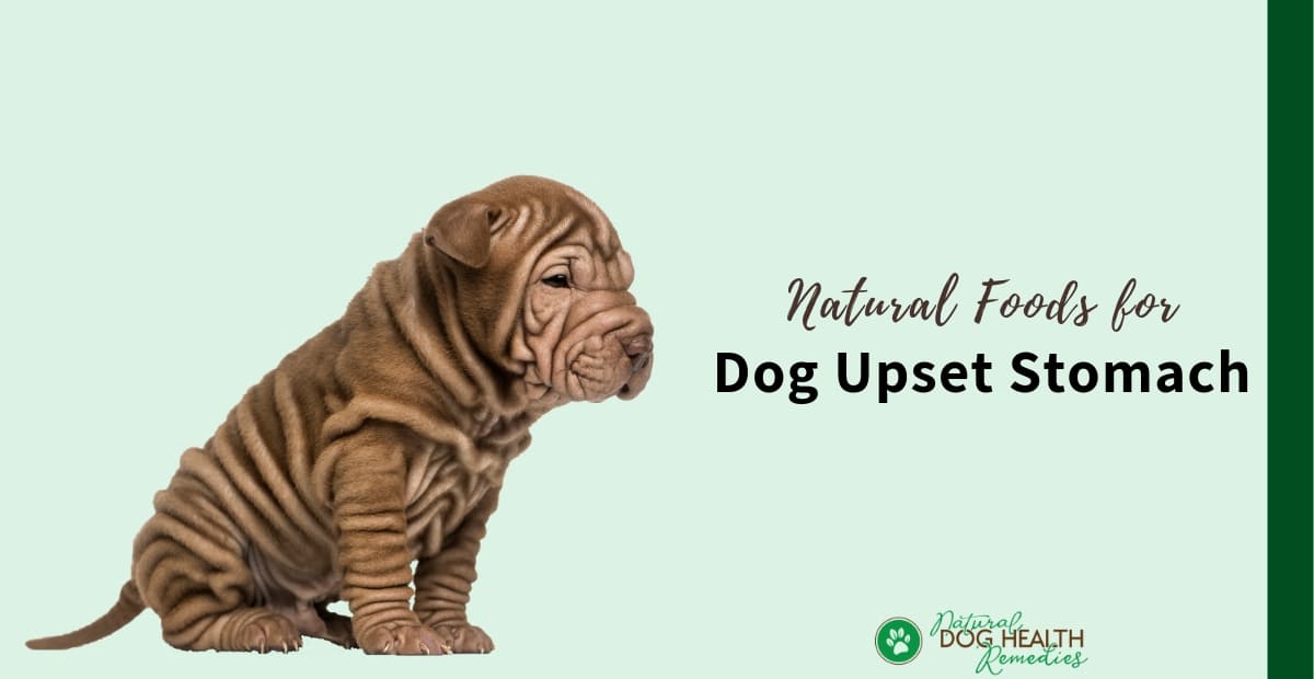 how long does it take to cure a dogs upset stomach