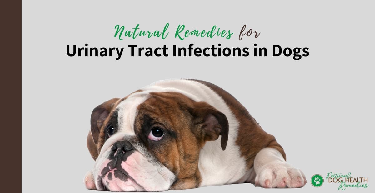 Dog Urinary Tract Infections Symptoms Treatment Natural Home Remedies