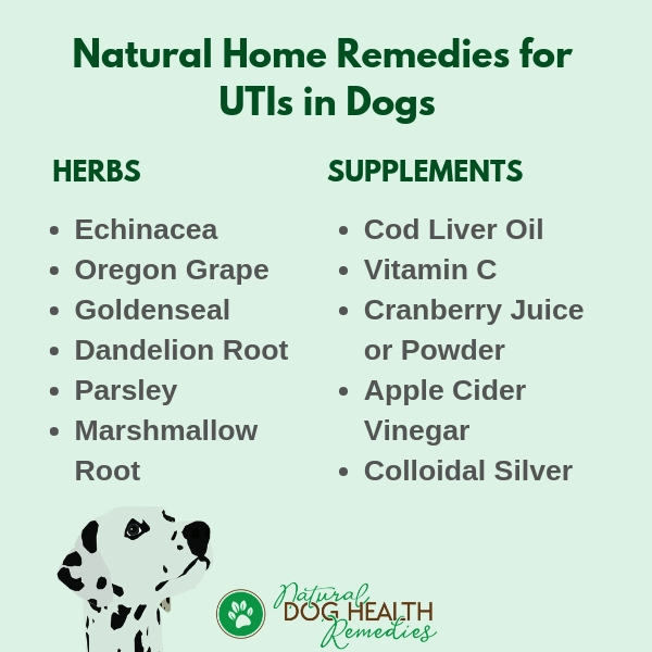 Dog Urinary Tract Infections - Symptoms, Treatment & Natural Home Remedies