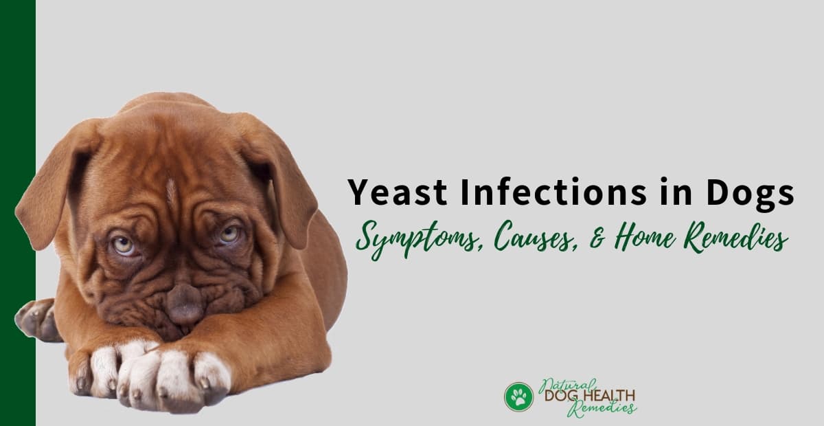 Dog Yeast Infections Causes, Symptoms & Home Remedies
