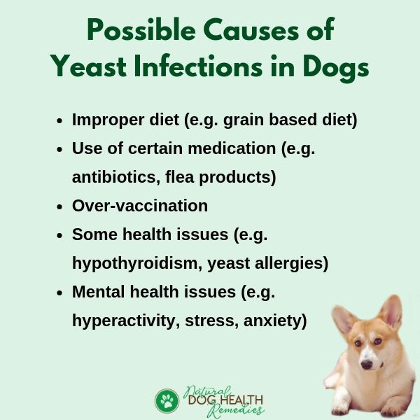 Dog Yeast Infections Causes Symptoms Home Remedies