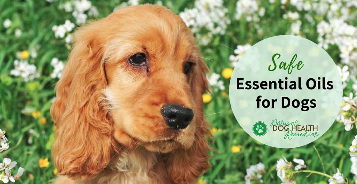 are there essential oils that are bad for dogs