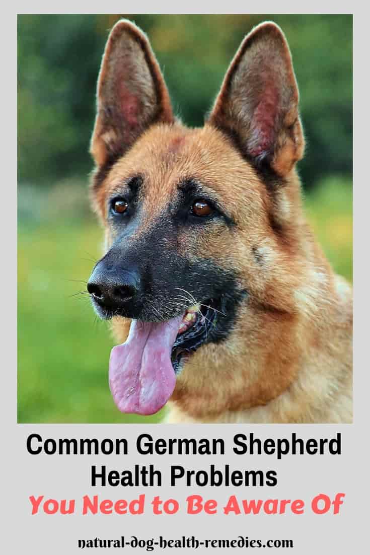 What Diseases Are Common In German Shepherds