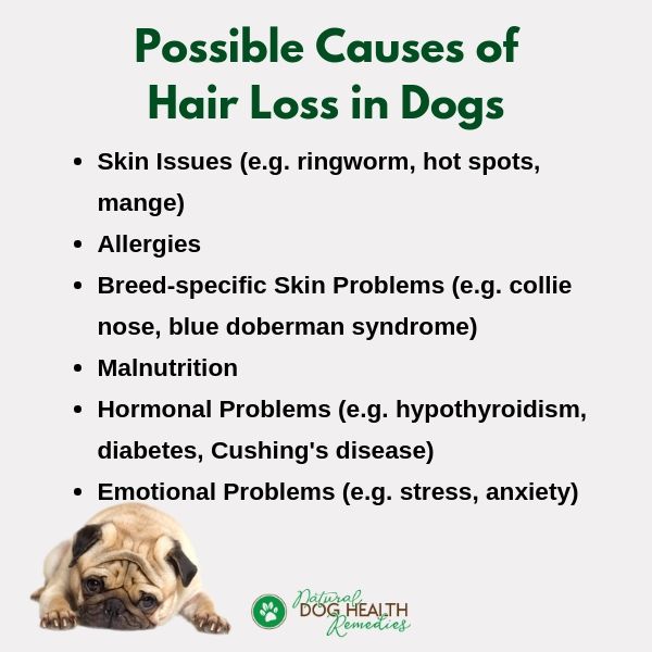 hair fall in dogs treatment