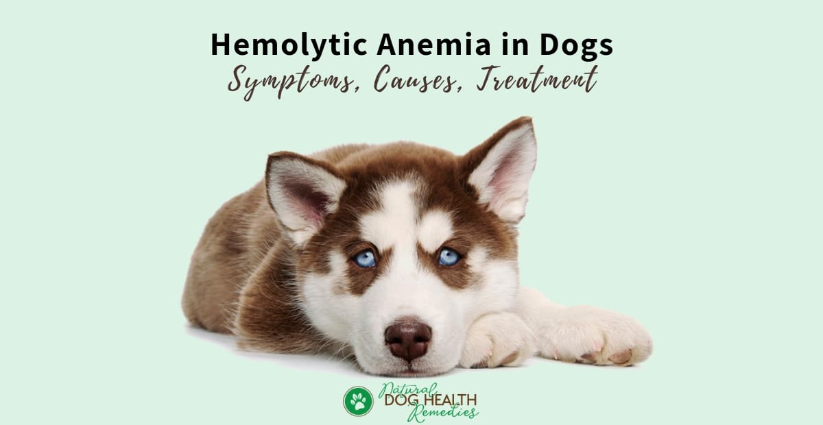 Hemolytic anemia in dogs symptoms best sale