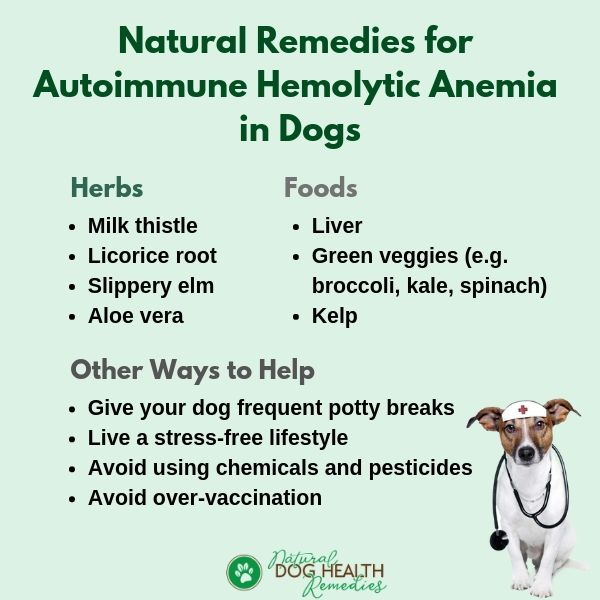 dog anemia treatment natural