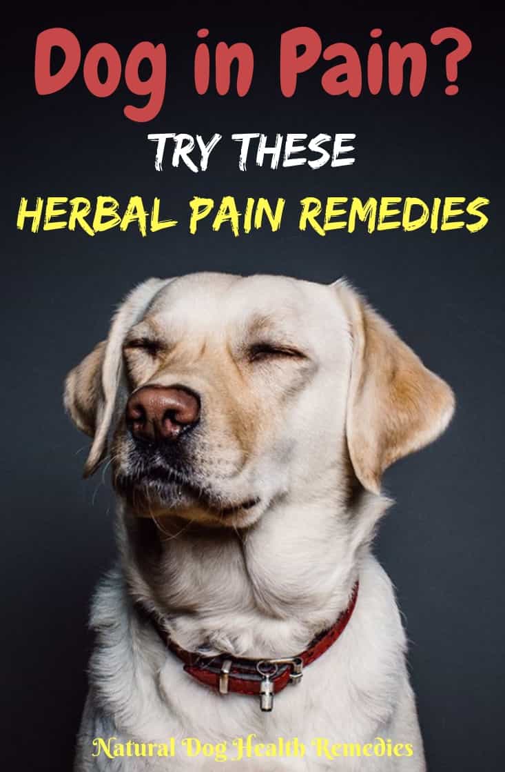 What Can I Give My Dog For Pain