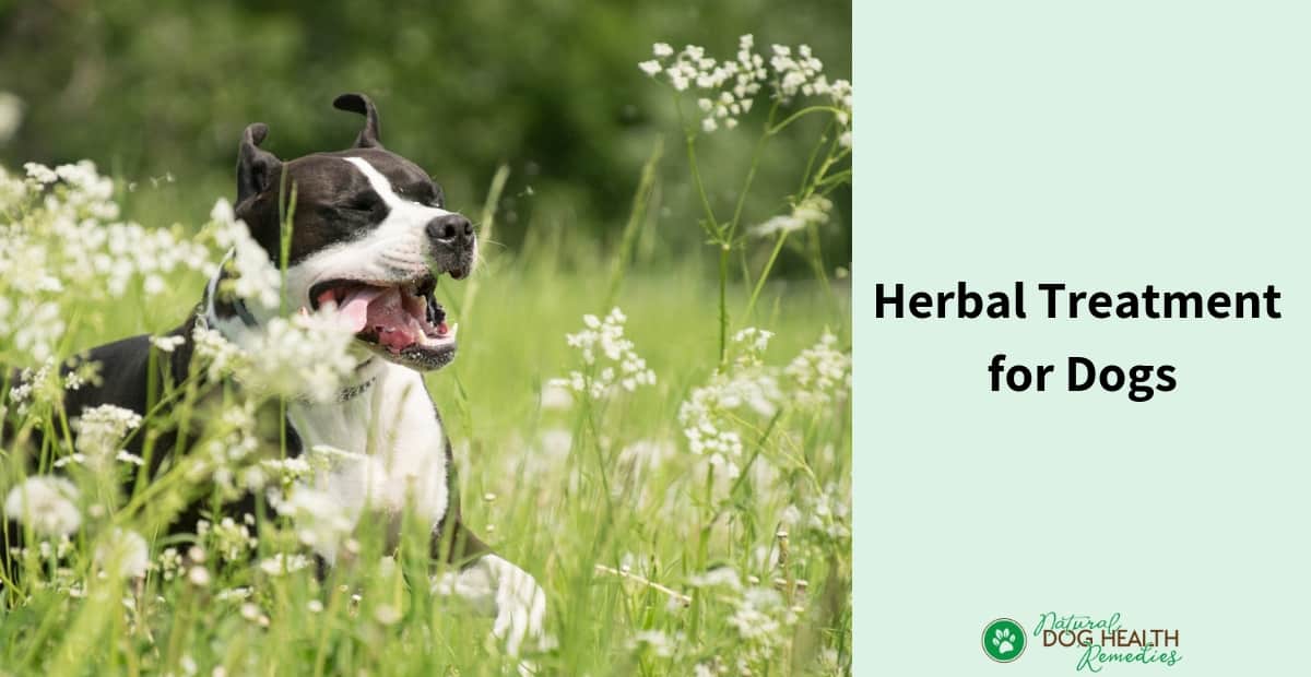 15-healthy-herbs-for-your-dog-doggyzoodoggyzoo