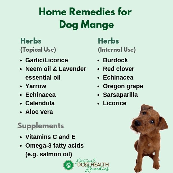 medicine for dogs mange