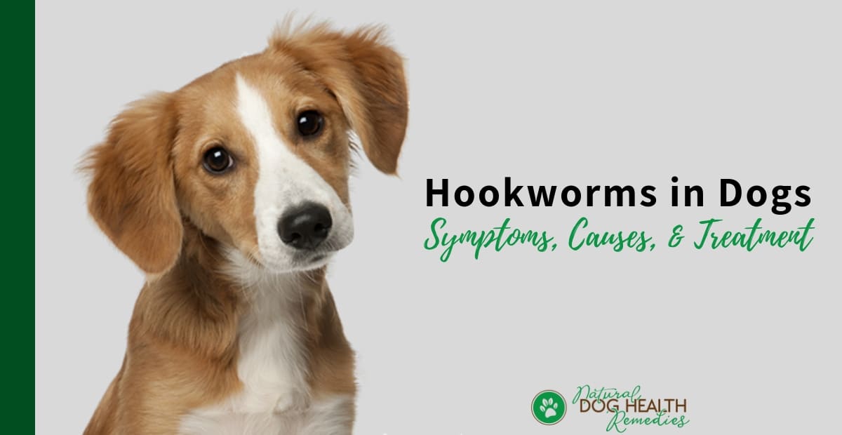 eliminate-hookworms-in-dogs-symptoms-and-treatment