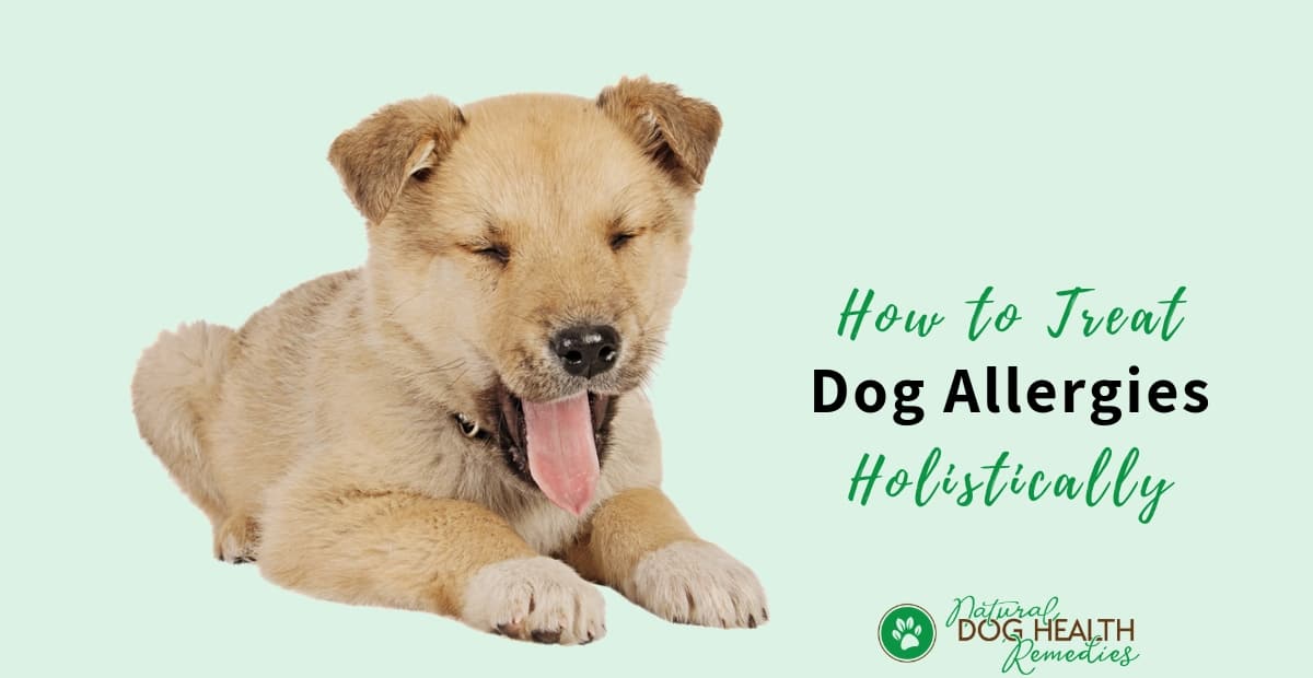 best way to treat dog allergies