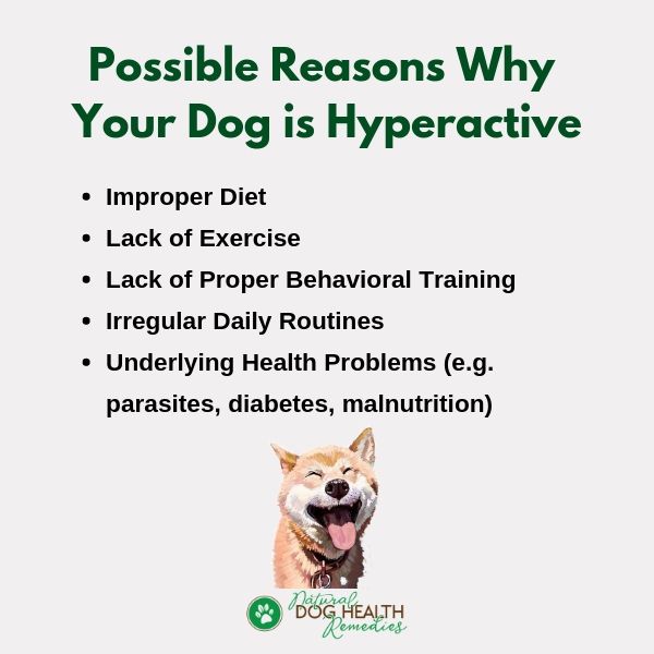 Dog Too Hyper: How to Calm an Energetic Dog or Hyperactive Puppy
