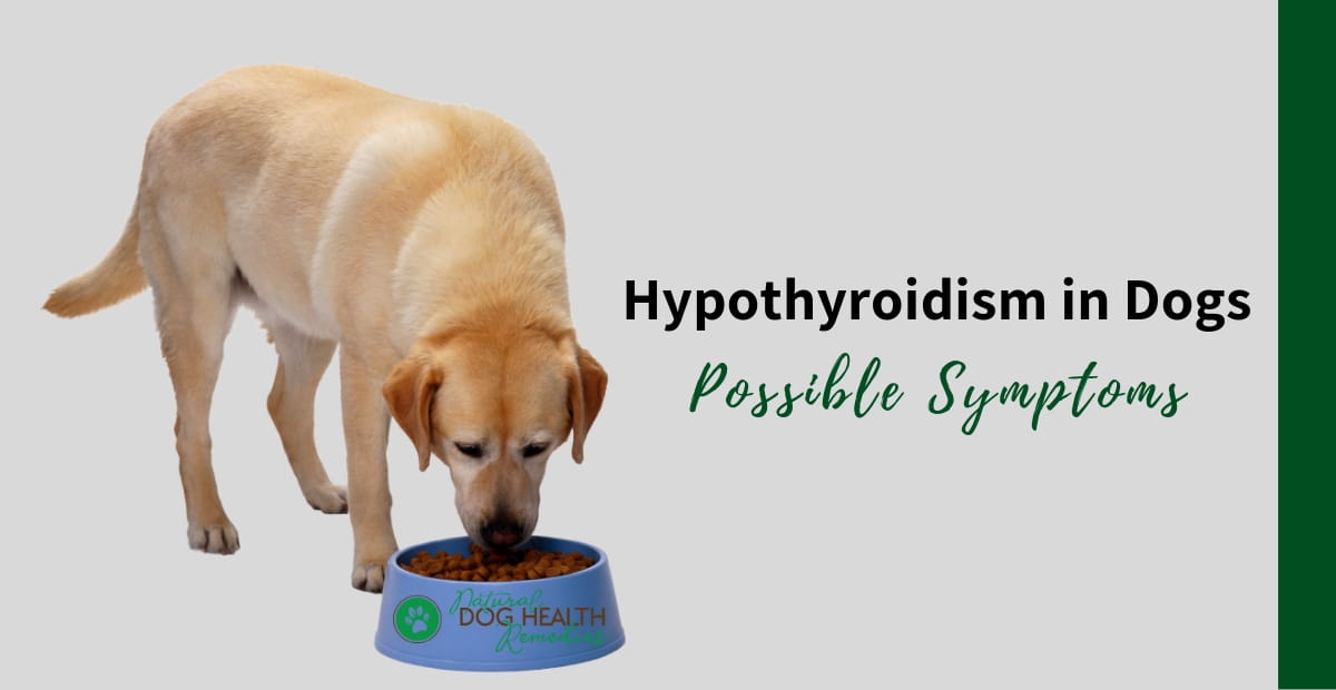  Can Thyroid Problems Cause Weight Gain In Dogs 