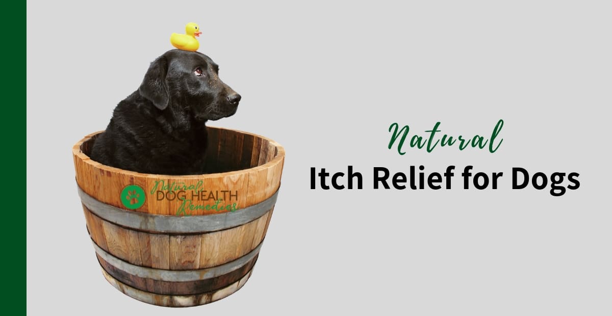 itch relief for dogs paws