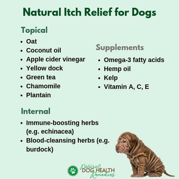 Natural Itch Relief for Dogs | Remedies 