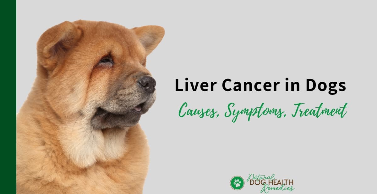 Liver Cancer In Dogs Types Symptoms Causes Treatment