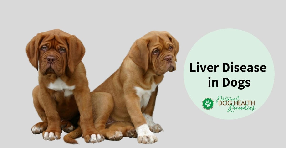 Liver Disease in Dogs - Causes, Symptoms & Treatment