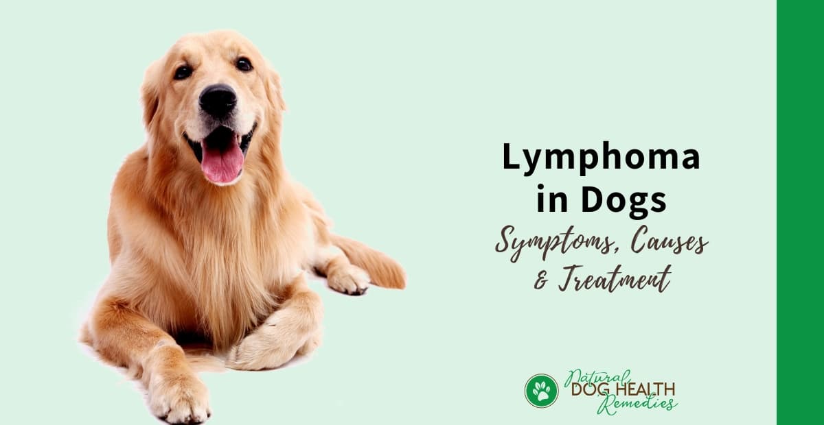 how does a dog with lymphoma die