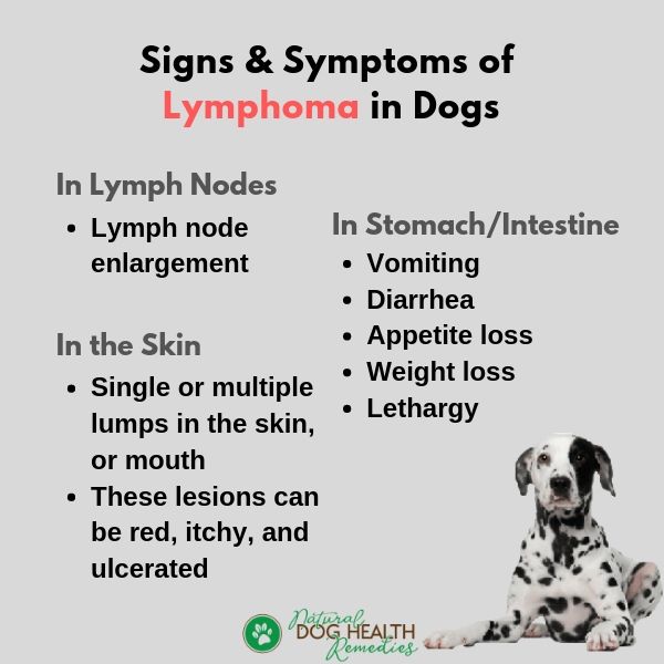 how does a dog with lymphoma die