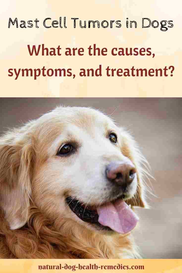 Mast Cell Tumors In Dogs Symptoms Treatment