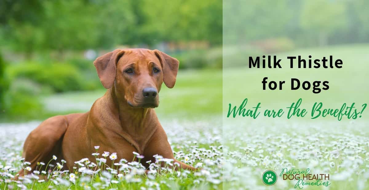 is milk thistle good for nursing dogs