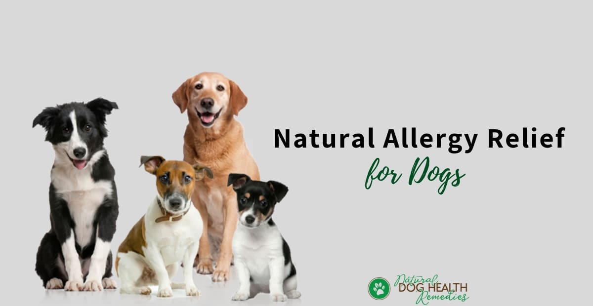 natural benadryl for dogs