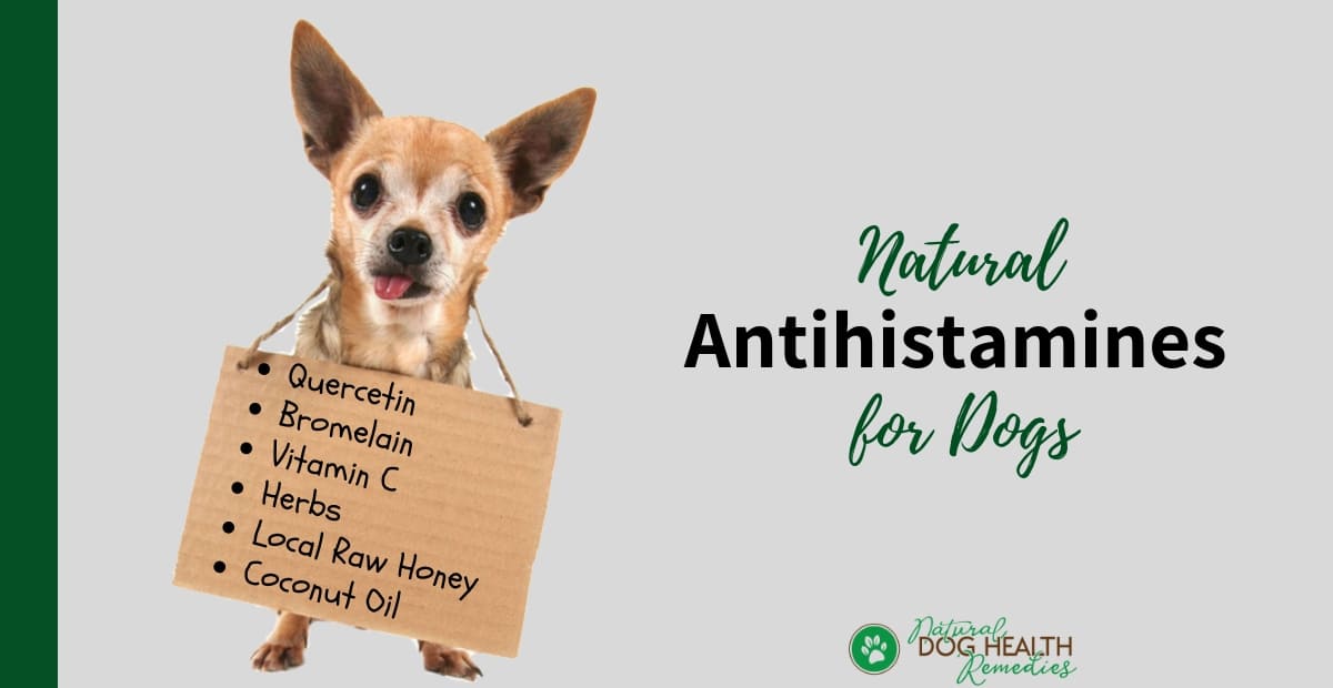 natural benadryl for dogs