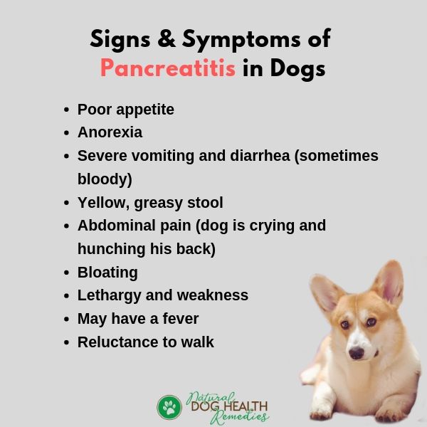 what treats can a dog with pancreatitis have