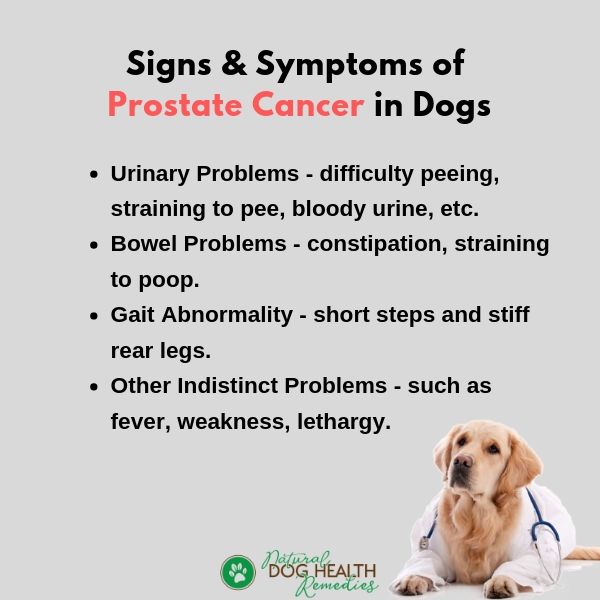 Prostate Cancer in Dogs | Signs, Causes, Treatment Options