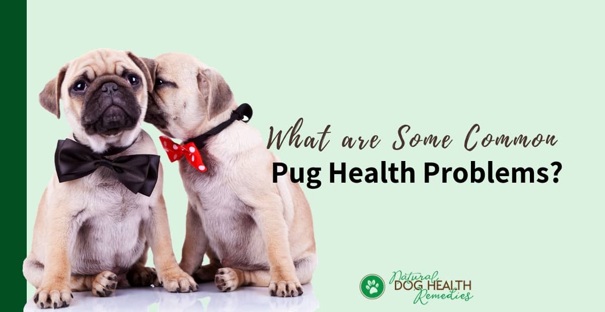 pug dog health issues