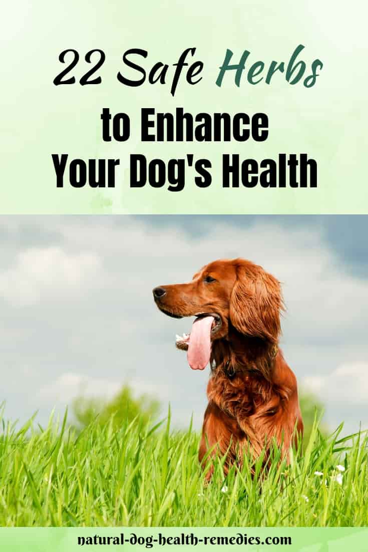 safe-herbs-for-dogs-what-herbs-are-good-for-dogs