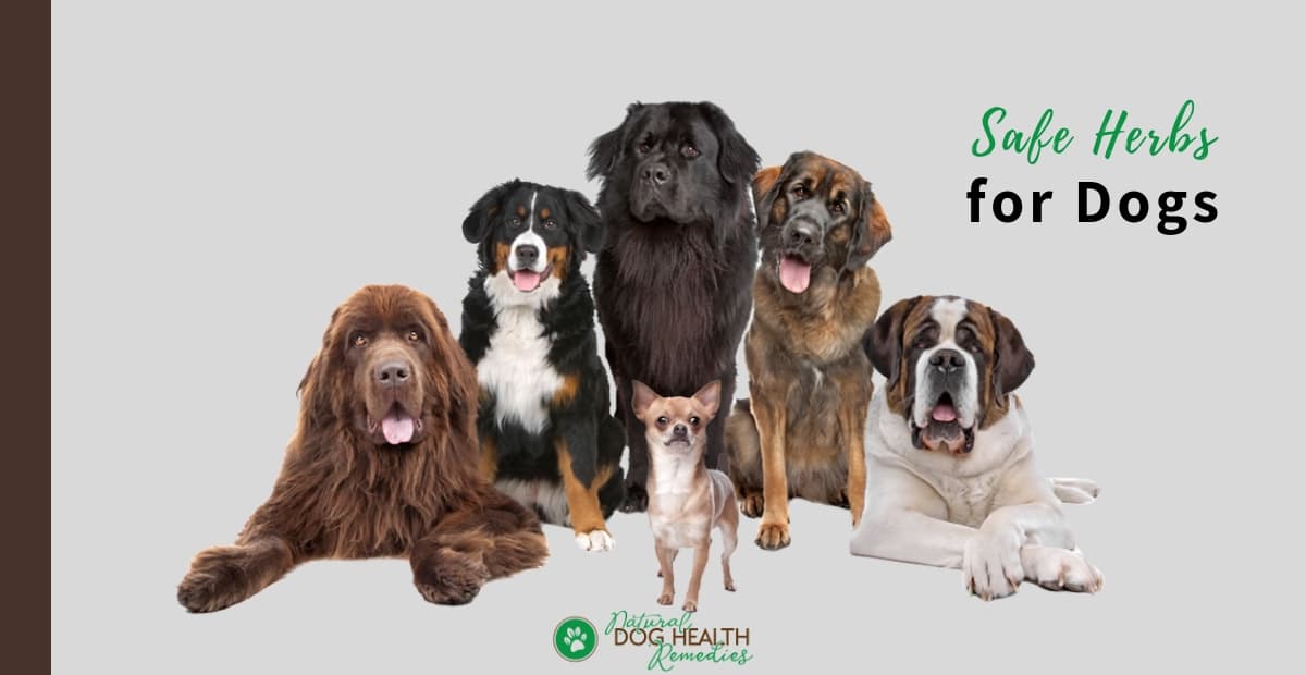 Safe Herbs for Dogs What Herbs are Good for Dogs?