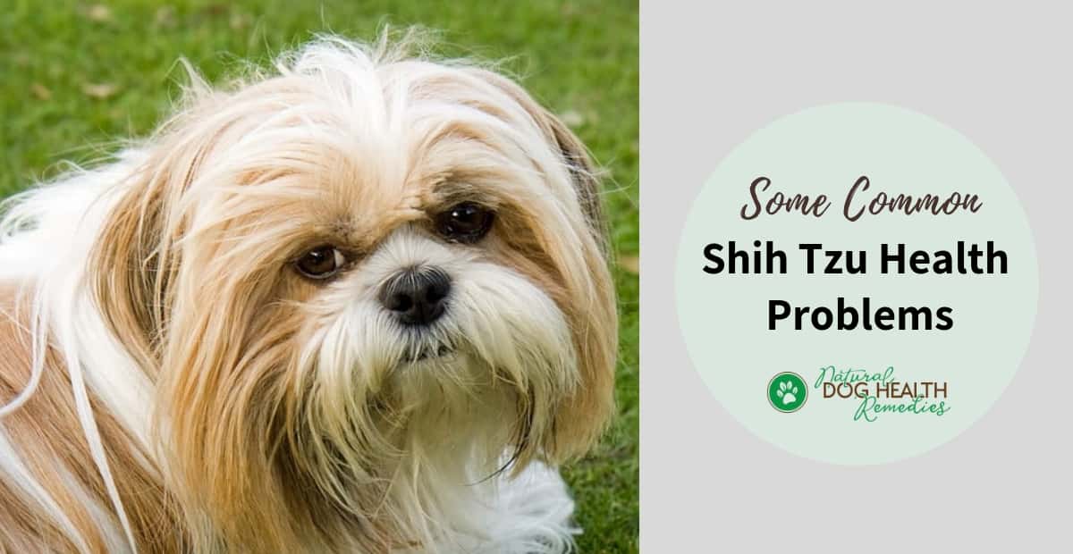 shih-tzu-health-problems-and-lifespan