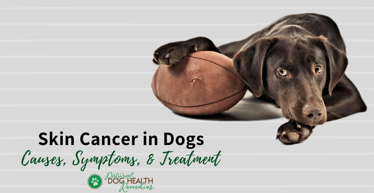 can skin cancer in dogs be treated