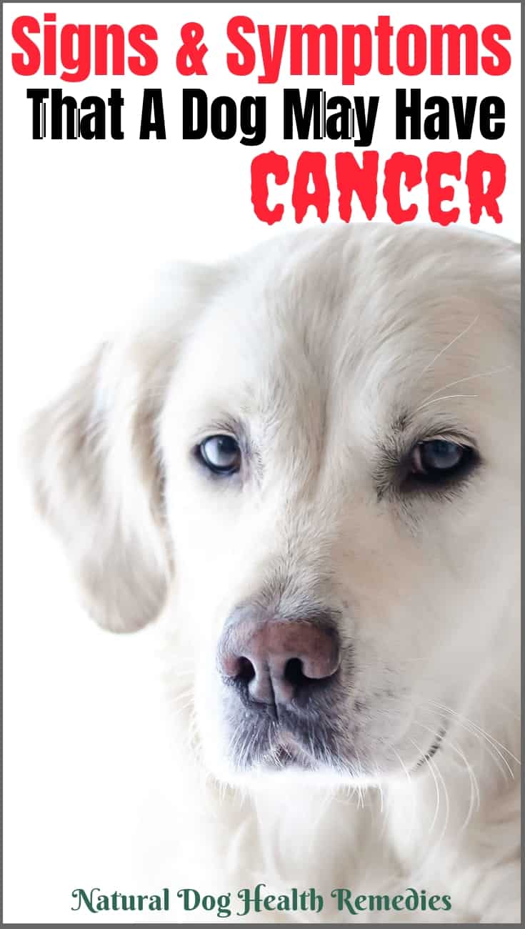 do dogs know if they have cancer